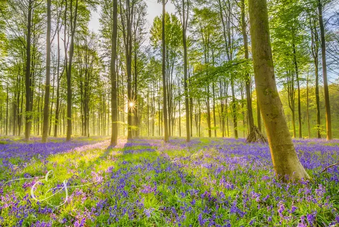 Emma Stokes Photography