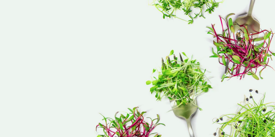 The Microgreens Company