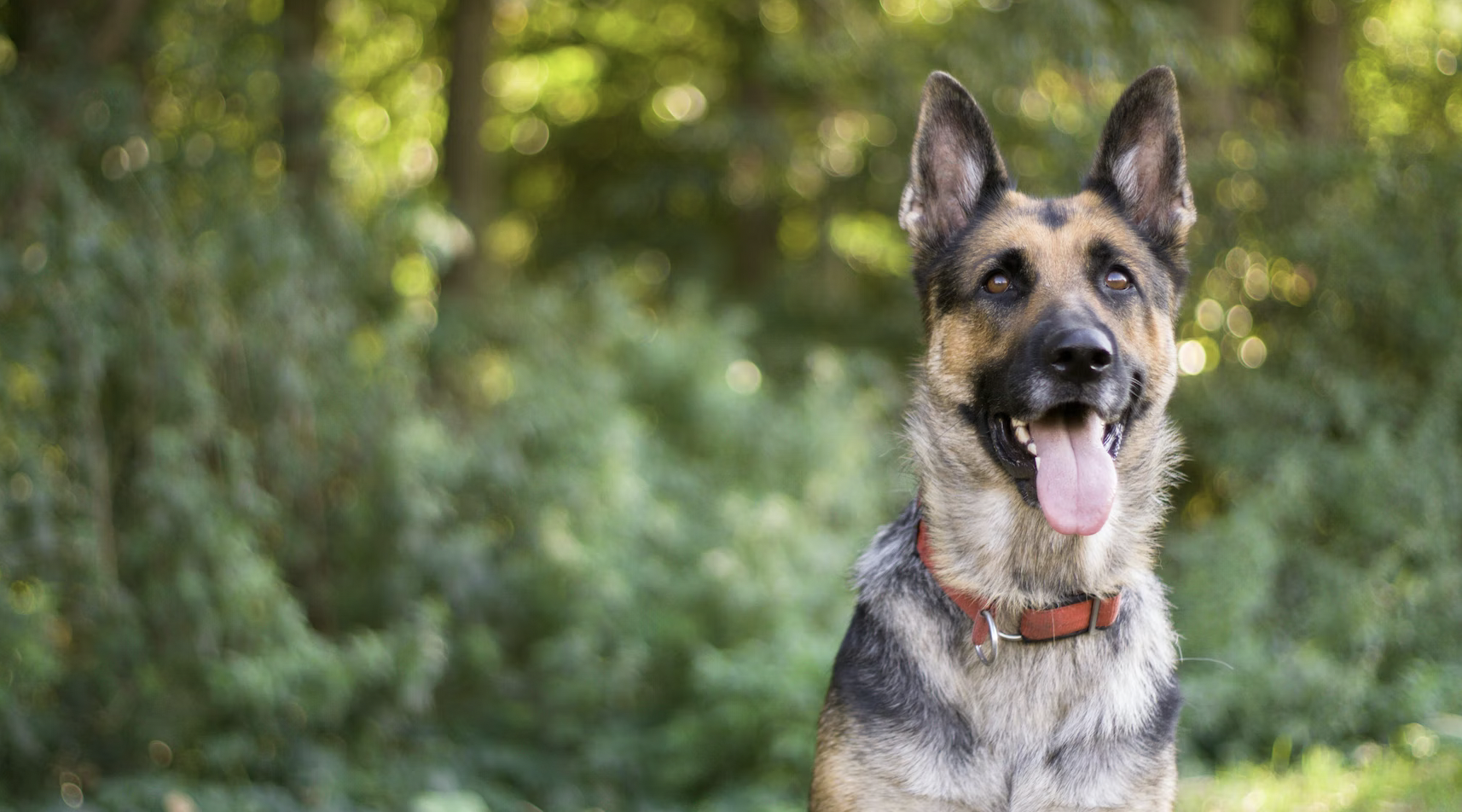 Making Scents Dog Training