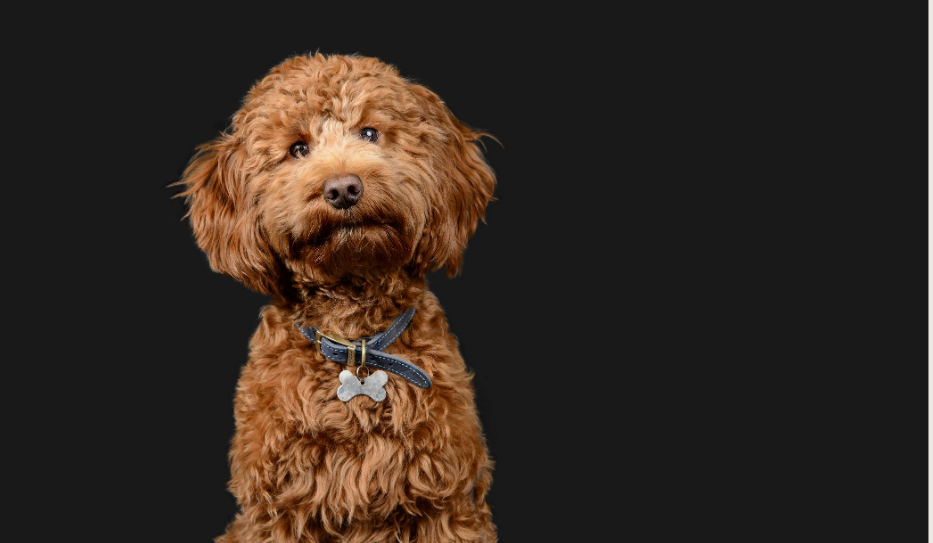 Scruffy Paws Dog Grooming