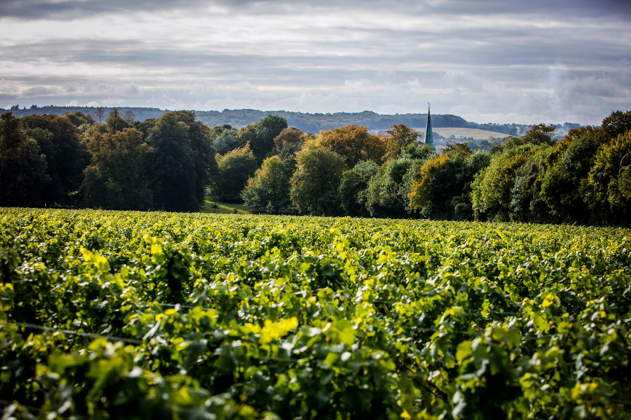 Simpsons Wine Estate